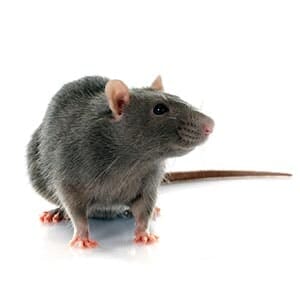 Rodent - Pest Management in Aurora, CO Rodent - Pest Management in Aurora, CO