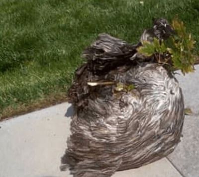 hornets  - pest control in Aurora, CO
