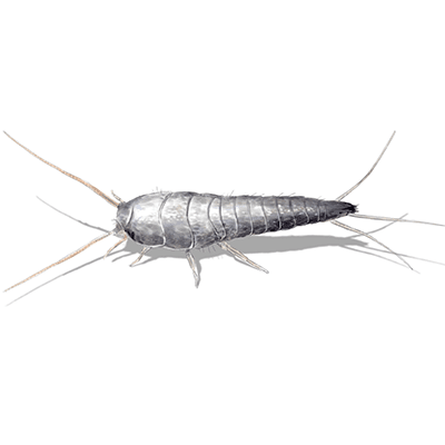 Silverfish - Pest Management in Aurora, CO Silverfish - Pest Management in Aurora, CO