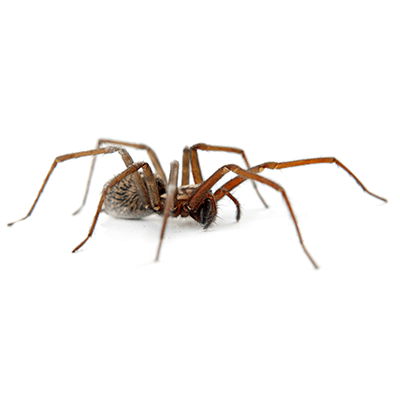 Spider - Pest Management in Aurora, CO Spider - Pest Management in Aurora, CO