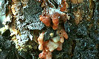 Zimerman - Tree Insects in Elkhorn, NE Zimerman - Tree Insects in Elkhorn, NE