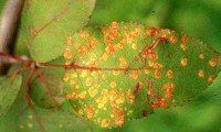 cedar apple rust - Tree Insects in Elkhorn, NE cedar apple rust - Tree Insects in Elkhorn, NE