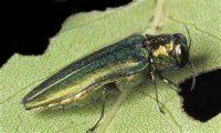 emerald ash Borer - Tree Insects in Elkhorn, NE emerald ash Borer - Tree Insects in Elkhorn, NE
