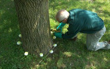 Tree Injection - Tree Disease in Elkhorn, NE Tree Injection - Tree Disease in Elkhorn, NE