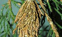Bagworm - Tree Insects in Elkhorn, NE Bagworm - Tree Insects in Elkhorn, NE