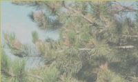 pines - Tree Insects in Elkhorn, NE