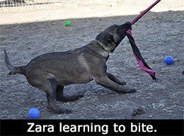 image-254268-467374-puppy-playing-tug.jpg?1432776768365 image-254268-467374-puppy-playing-tug.jpg?1432776768365