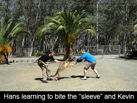 image-254268-467374-puppy-playing-tug.jpg?1432776768365 image-254268-467374-puppy-playing-tug.jpg?1432776768365