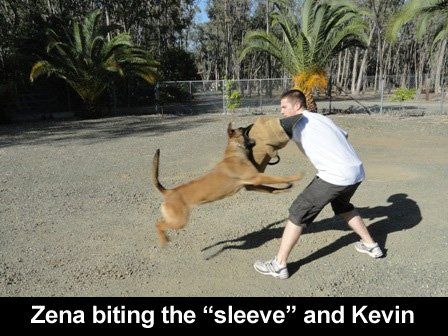 image-254268-467374-puppy-playing-tug.jpg?1432776768365 image-254268-467374-puppy-playing-tug.jpg?1432776768365