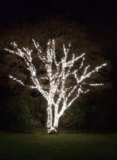 tree limbs with lights on