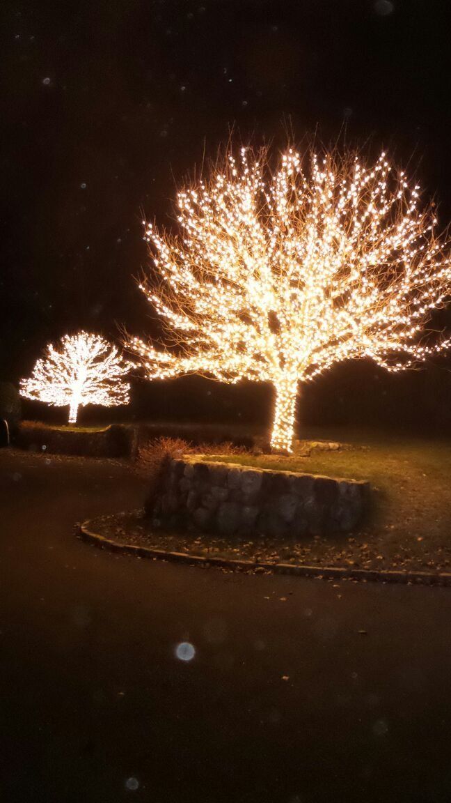 tree limbs with lights on2