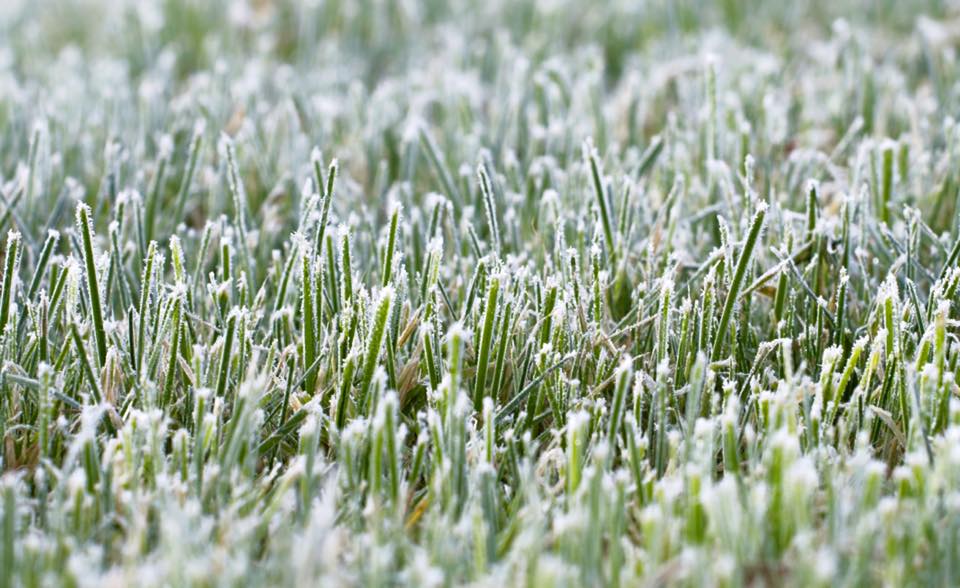 grass