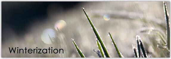 winter grass