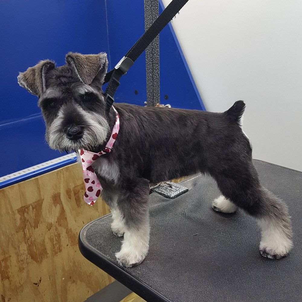 Dog With Neck Tie — Barkingham Mobile Pet Spa — Nottingham, NH