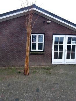 wilgentenen