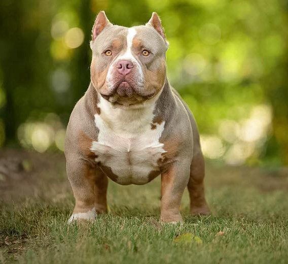american bully en Aguascalientes