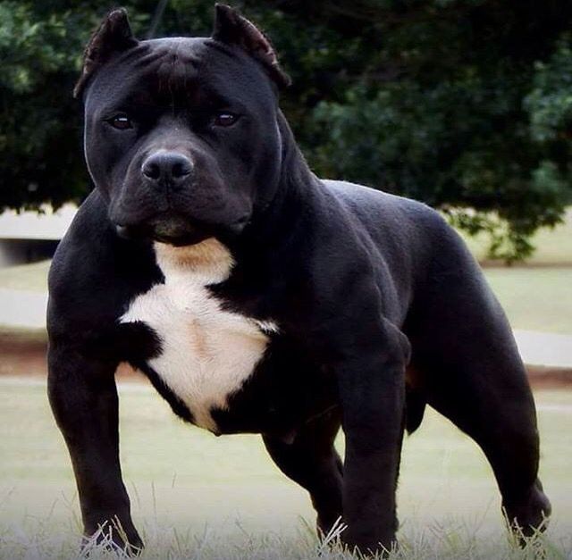 american bully en Culican