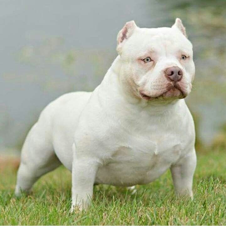 american bully en Morelos