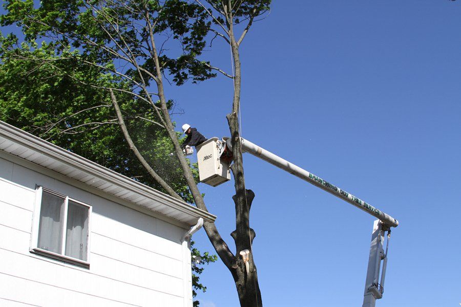 Roof Line Clearing | Woodside, NY Roof Line Clearing | Woodside, NY