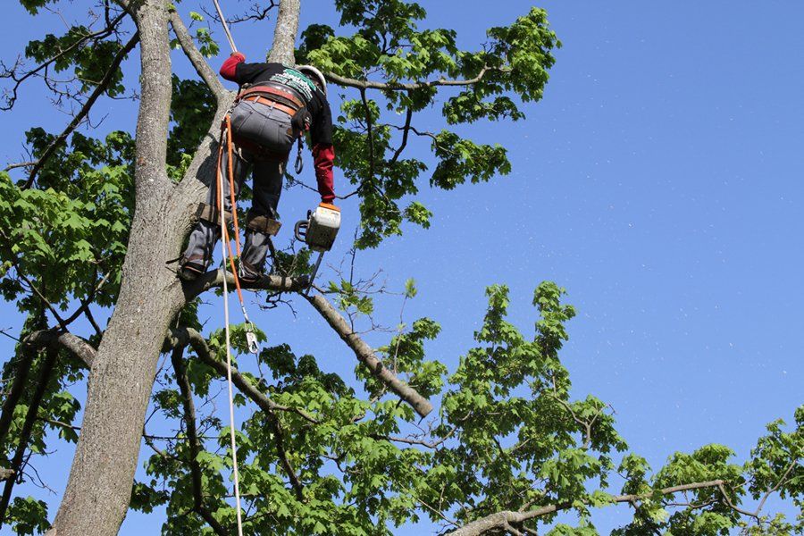 Trimming & Pruning | Woodside, NY Trimming & Pruning | Woodside, NY