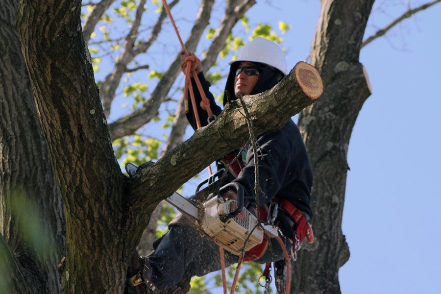 Tree Removal | Woodside, NY Tree Removal | Woodside, NY