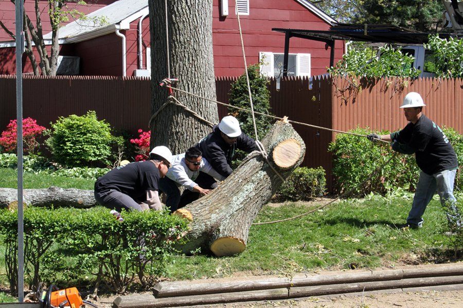 Tree Removal | Woodside, NY Tree Removal | Woodside, NY