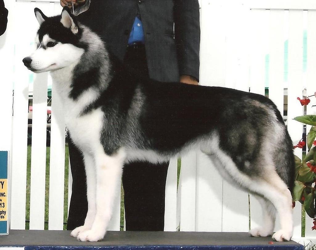 Awarded Husky Breeders - Husky Breeders in Trumbull County, Ohio