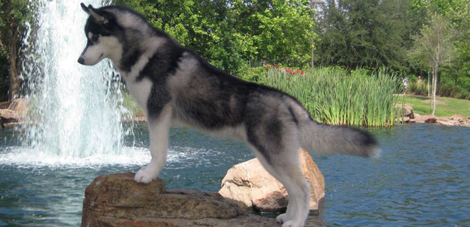 Husky Breeders - Husky Breeders in Trumbull County, Ohio