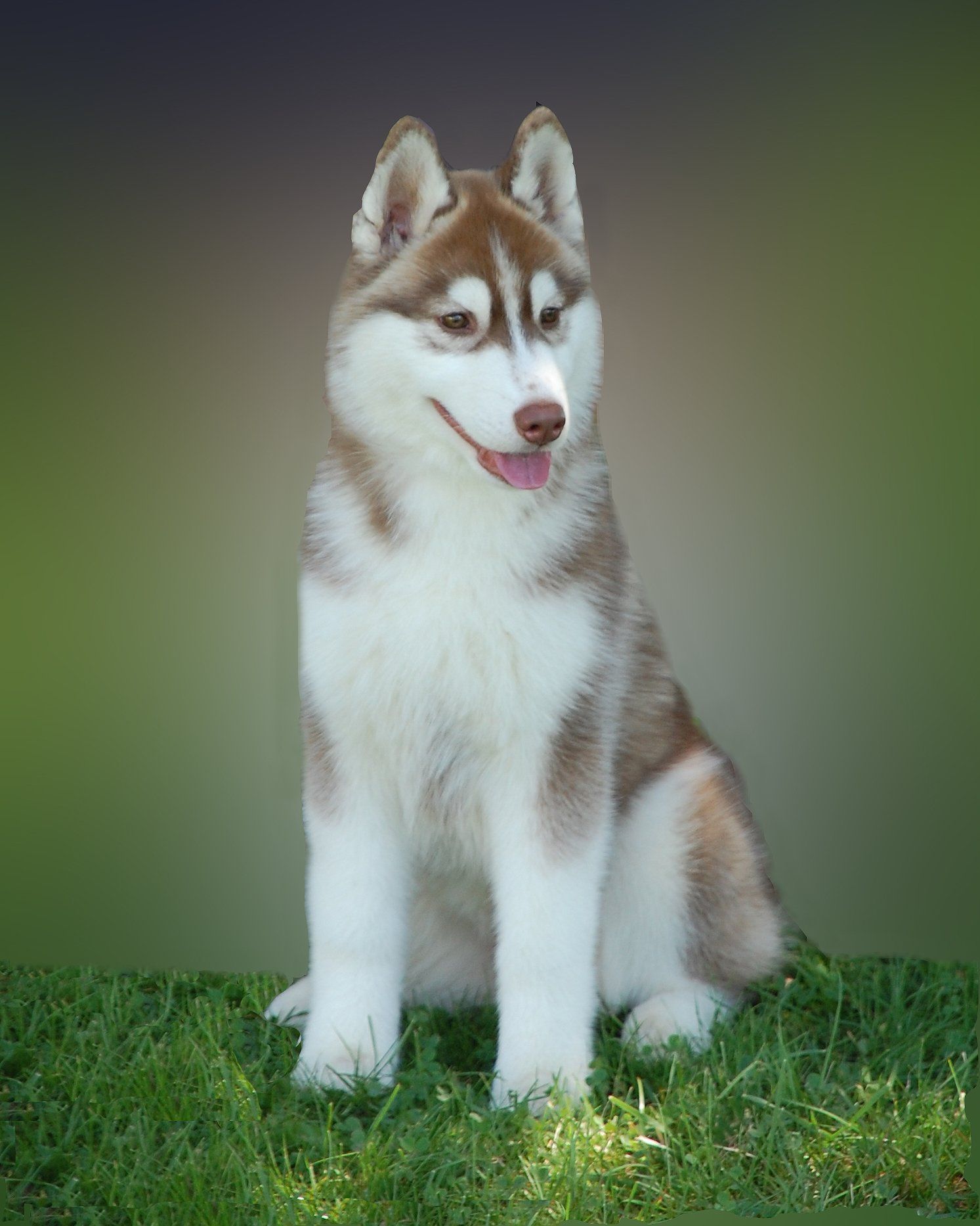 Husky Pure Bred - Husky Breeders in Trumbull County, Ohio