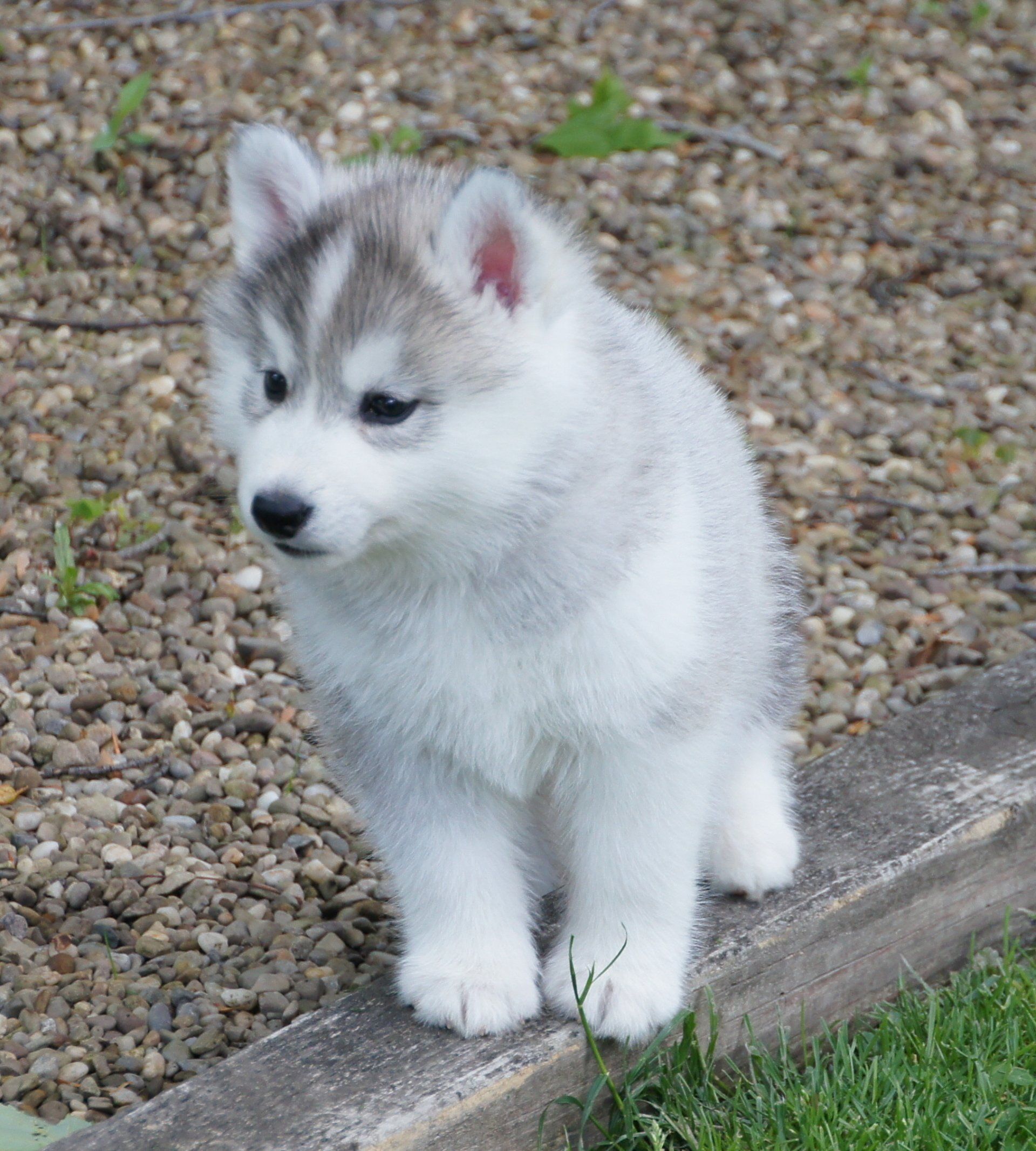 White Husky Puppy - Husky Puppies in Trumbull County, Ohio
