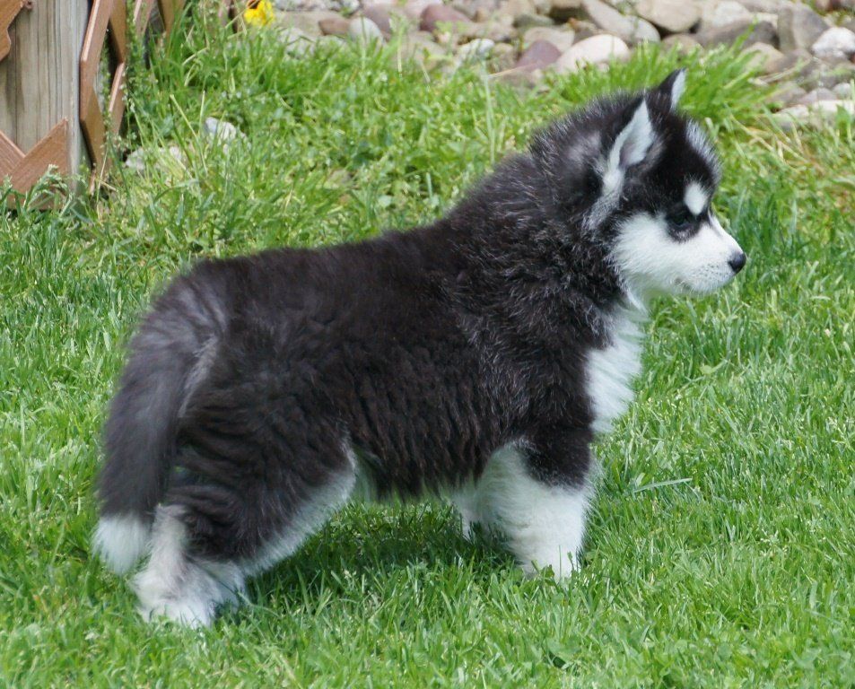 Black Husky Puppy - Husky Puppies in Trumbull County, Ohio