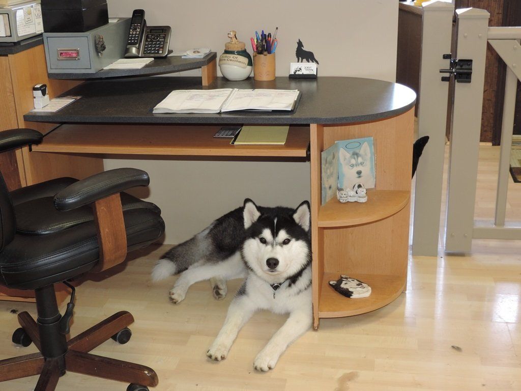 Husky Breeders - Husky Breeders in Trumbull County, Ohio