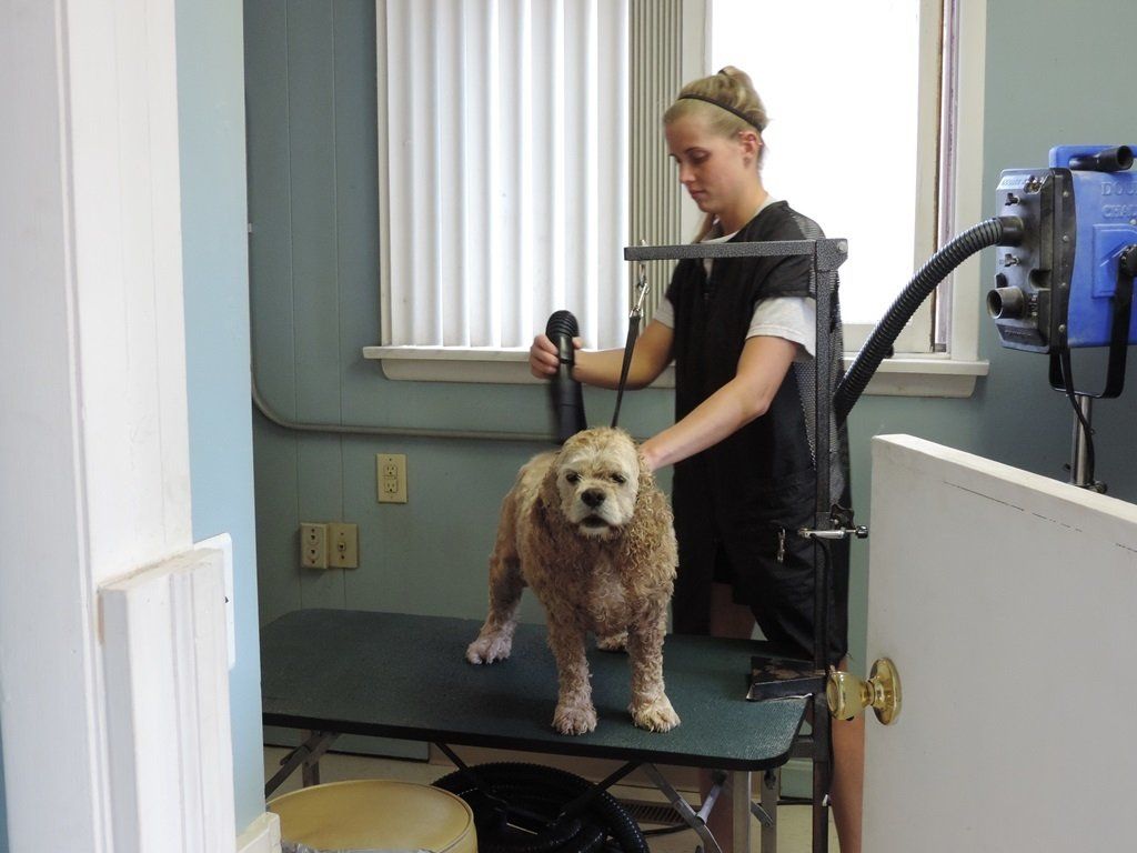 Dog Groomer - Dog Groomer in Trumbull County, Ohio