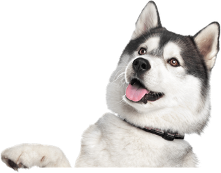 Siberian Husky - Grooming Services in Trumbull County, Ohio Siberian Husky - Grooming Services in Trumbull County, Ohio