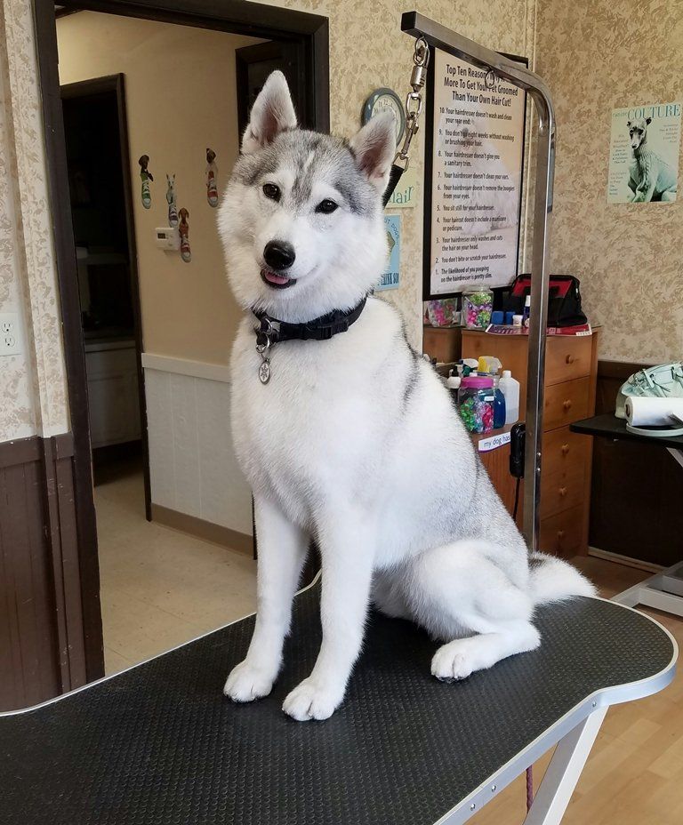 Pure Blood Huskys - Husky Breeder in Trumbull County, Ohio
