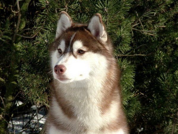 Husky Breeders - Husky Breeders in Trumbull County, Ohio