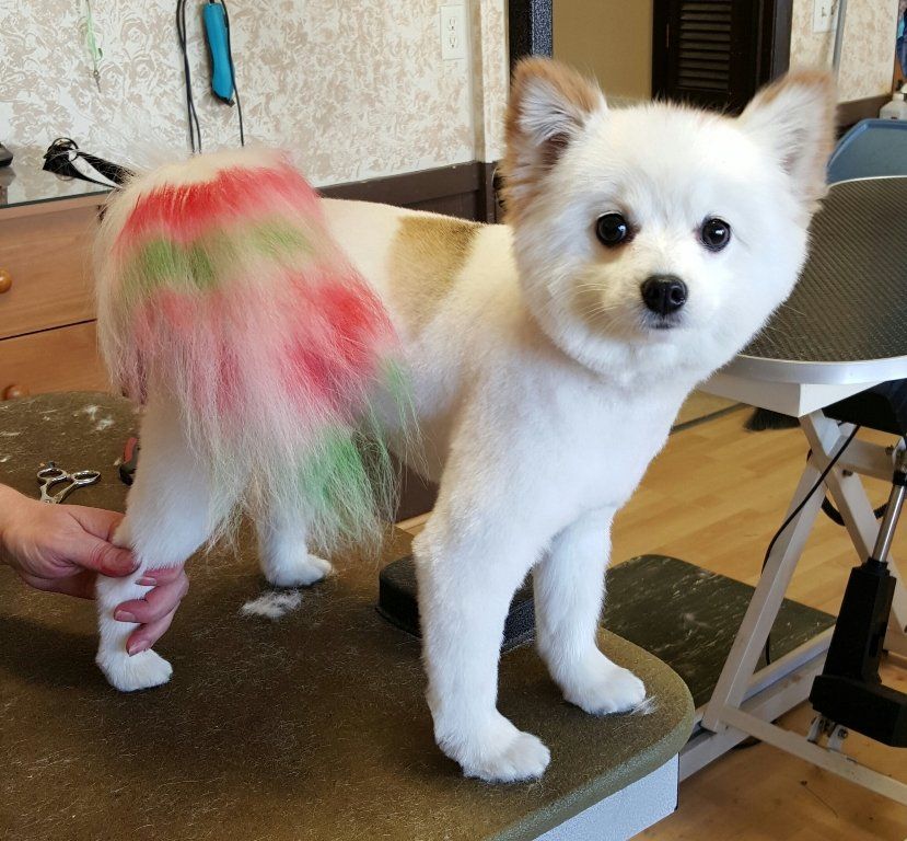 Groomers - Groomers in Trumbull County, Ohio