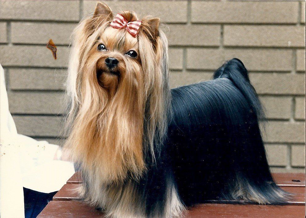 Awarded Groomer - Groomers in Trumbull County, Ohio