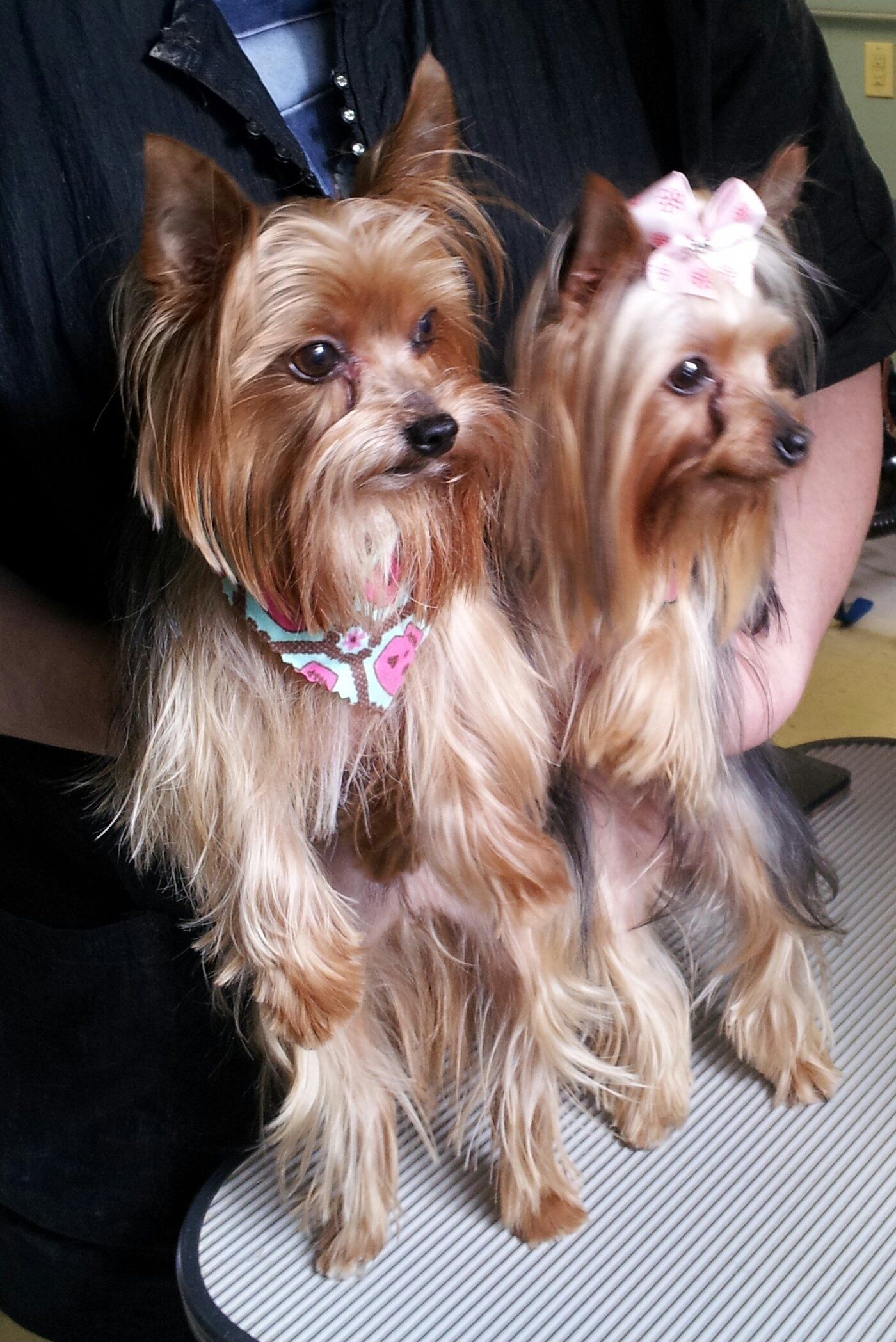 Dog Bathing - Dog Groomers in Trumbull County, Ohio