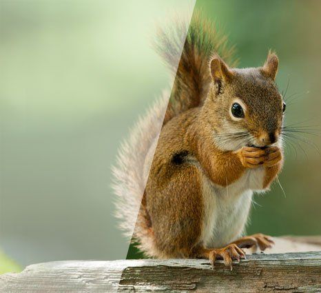 Squirrels