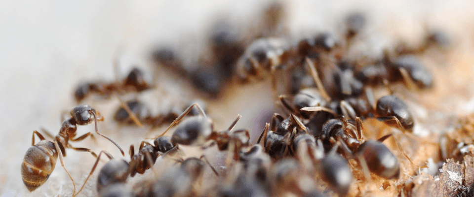 Ants