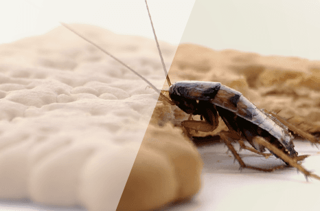 Cockroaches