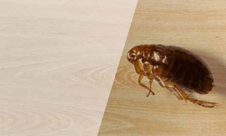 Fleas