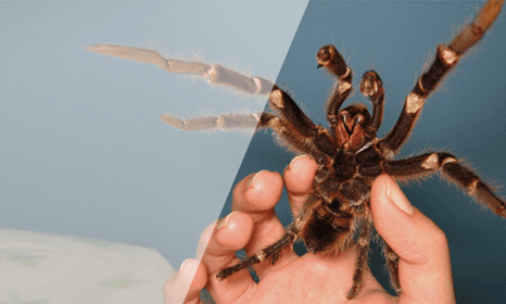 Spiders