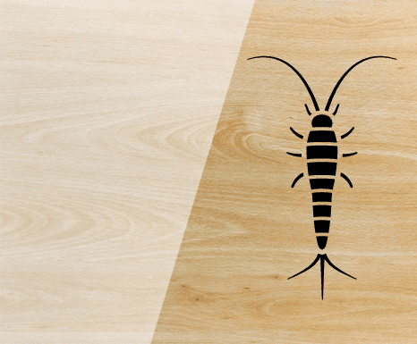 Silverfish