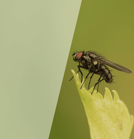 Flies