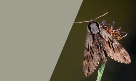 Moths