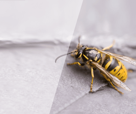 Wasps