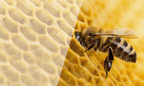 Honey bees