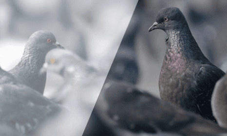 Birds